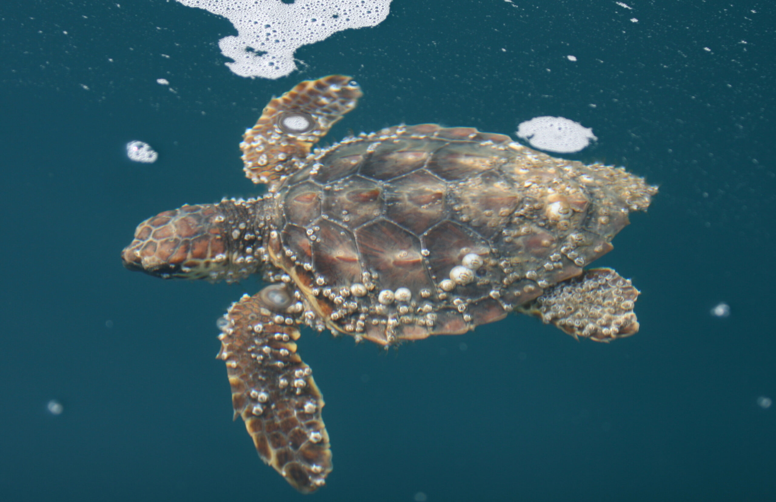 3.slika_Caretta caretta (Genov T.)