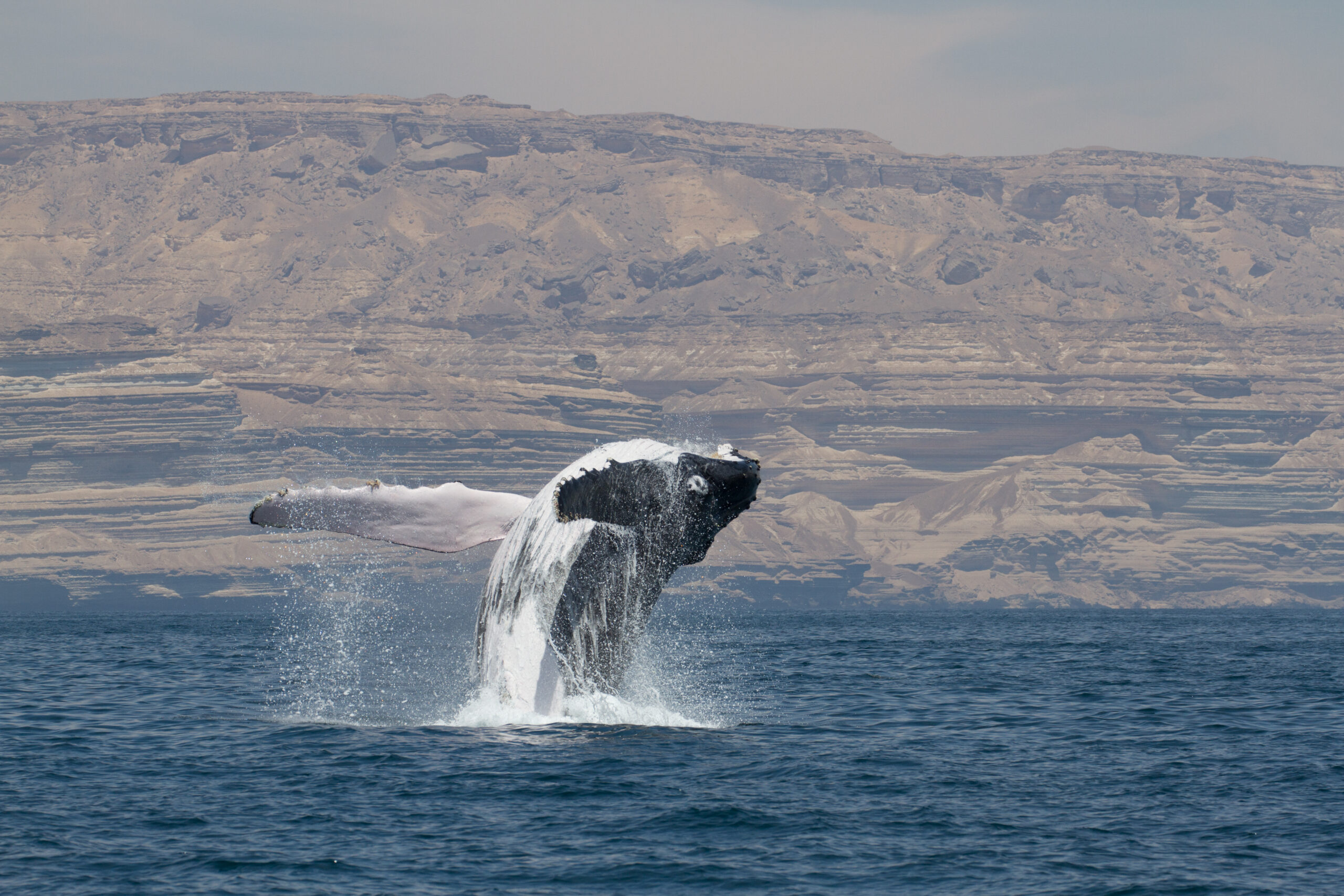 Credit-Environment Society of Oman; D.MacDonald (2)