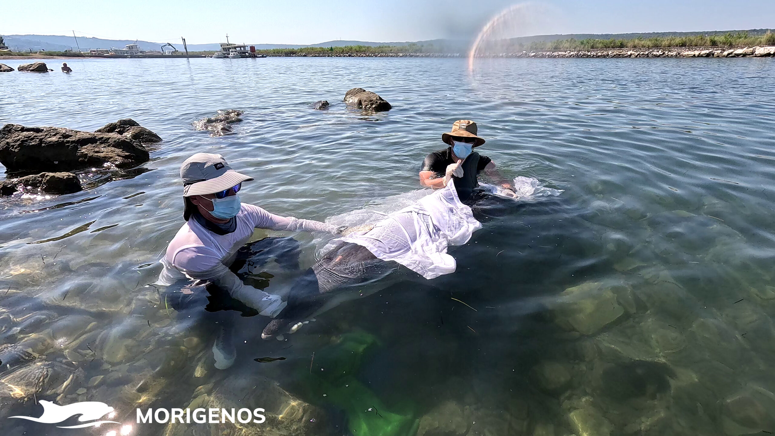 Morigenos_nasedli_delfin_03